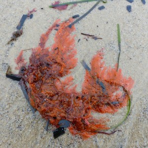 Orange seaweed washed ashore on sand