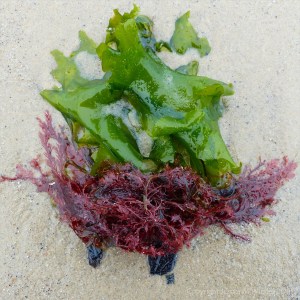 Studland Middle Beach 10Green and red seaweeds on the sand