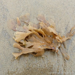 Hornwrack washed up on sand