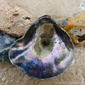 Saddle Oyster Shell washed up on sand