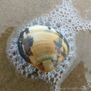 Live clam washed up with sea foam