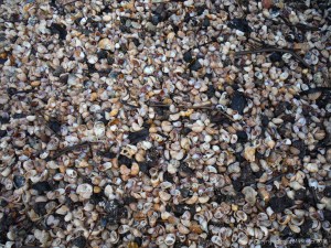 Seashell drift with slag and clinker