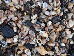 Seashell drift with slag and clinker