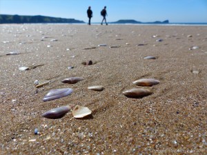 Rhossili Beach on a summer day showing golden sand and seashells