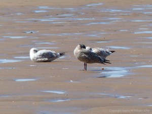 Rhossili Beach on a summer day showing wet sand and resting seabirds