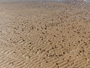 Sand rippled seashore with lugworm casts