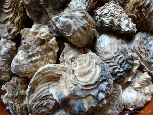 Crassostrea oyster shells