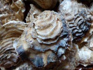 Crassostrea oyster shells