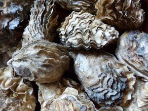 Crassostrea oyster shells