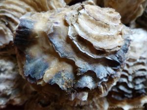 Crassostrea oyster shells