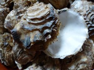 Crassostrea oyster shells