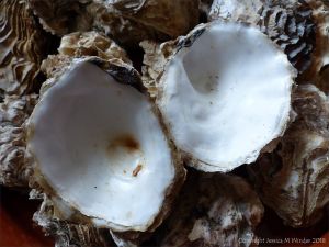 Crassostrea oyster shells