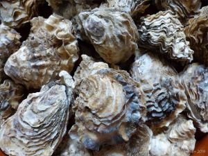 Crassostrea oyster shells