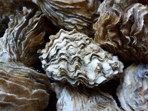 Crassostrea oyster shells