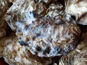 Crassostrea oyster shells