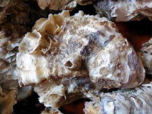 Crassostrea oyster shells