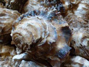 Crassostrea oyster shells