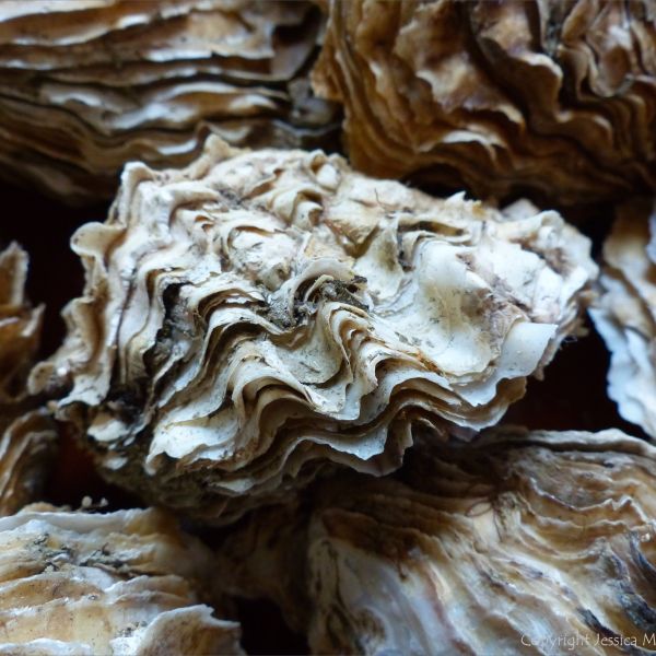 Crassostrea oyster shells