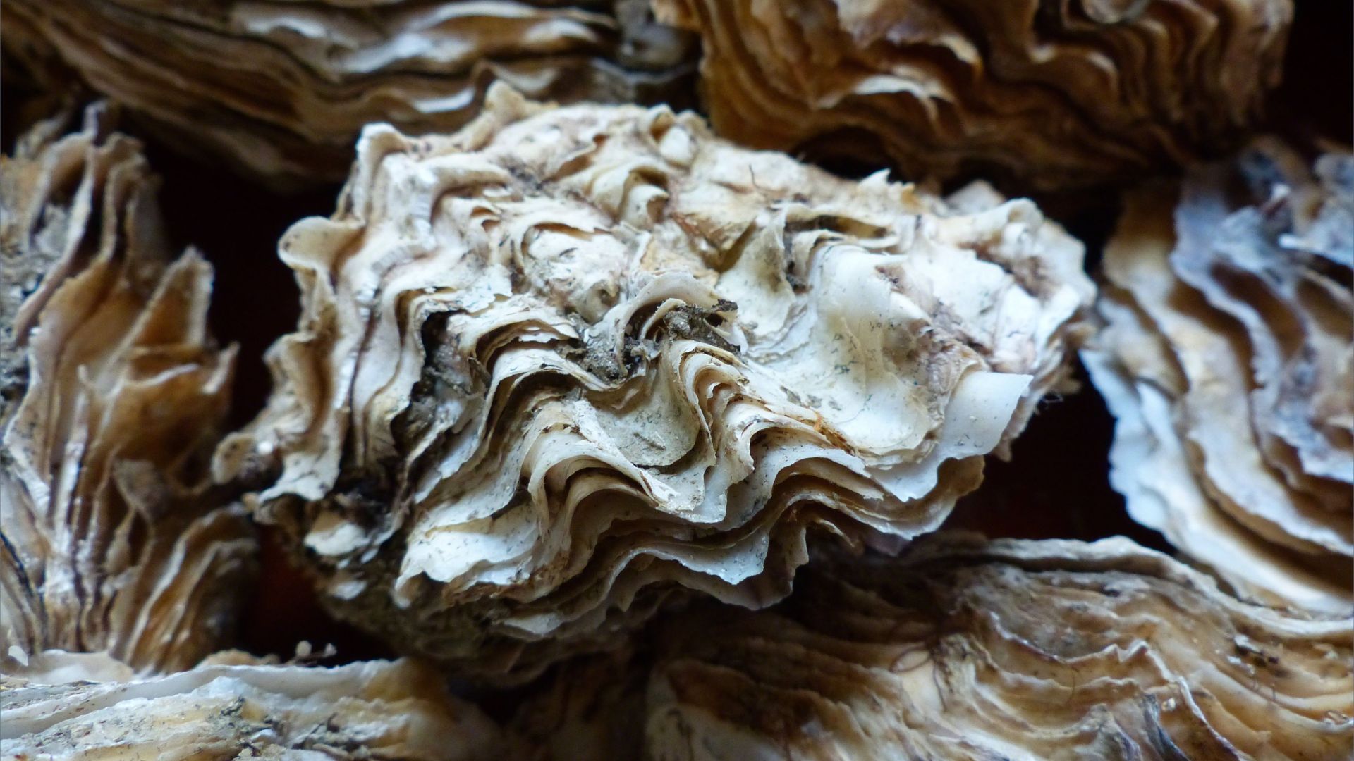 Crassostrea oyster shells
