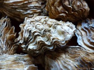 Crassostrea oyster shells