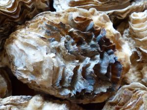 Crassostrea oyster shells