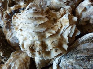 Crassostrea oyster shells