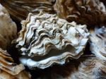 Crassostrea oyster shells