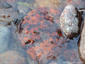 Pebbles in a beach stream at Kennack Sands