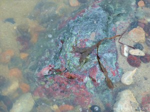 Pebbles in a beach stream at Kennack Sands