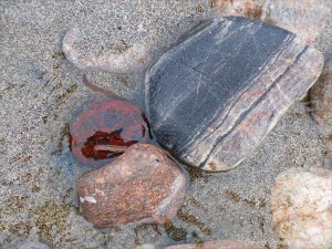 Pebbles in a beach stream at Kennack Sands