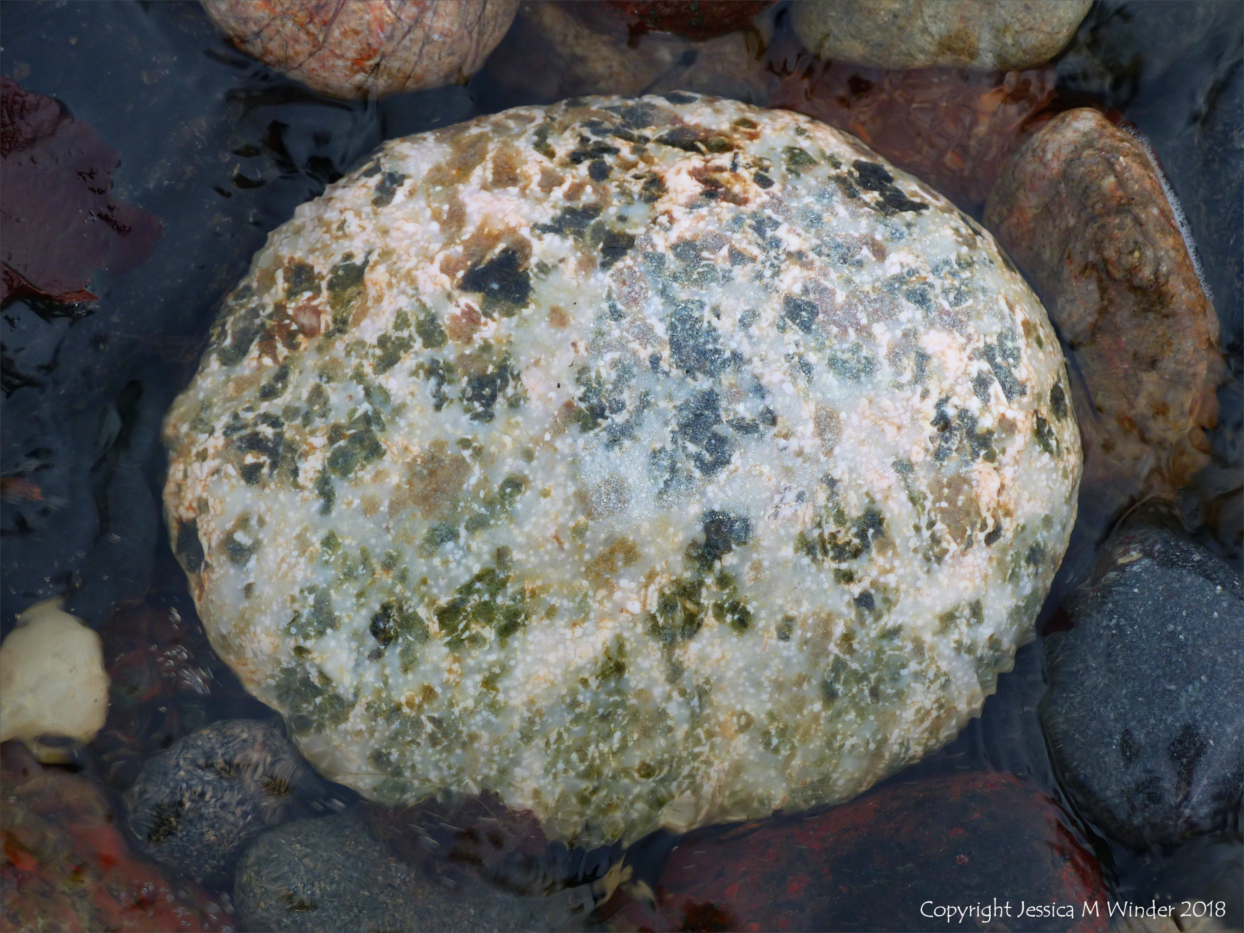 Pebbles in a beach stream at Kennack Sands
