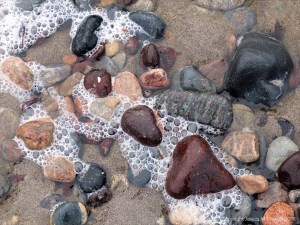Pebbles in a beach stream at Kennack Sands