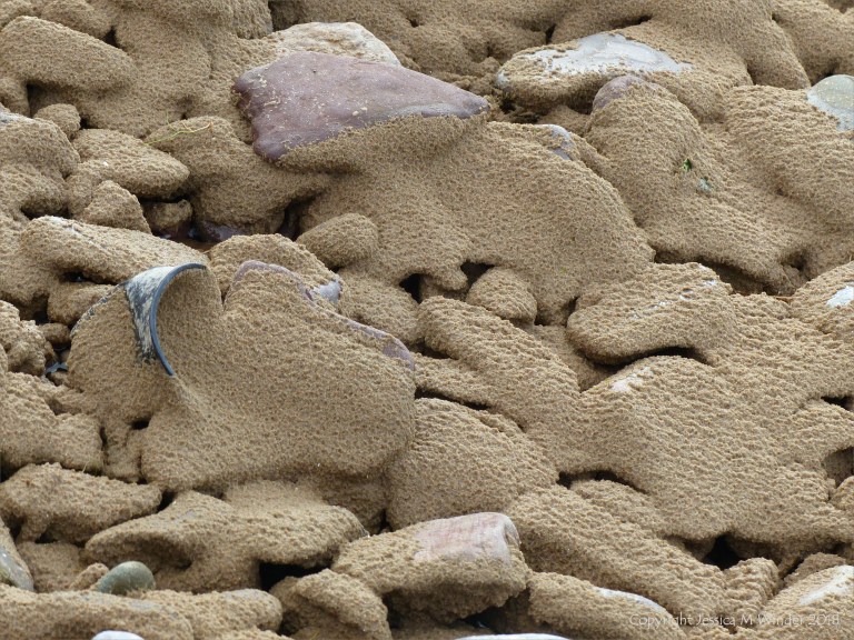 Beach pebbles covered with sand