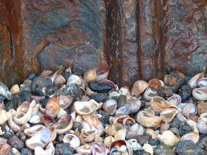 Seashell drift with slag and clinker
