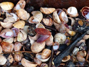 Seashell drift with slag and clinker