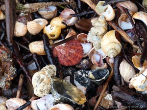 Seashell drift with slag and clinker