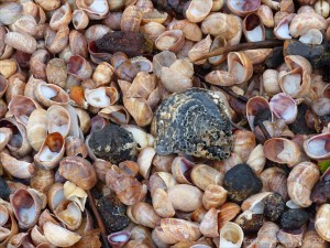 Seashell drift with slag and clinker