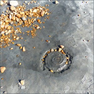 Ammonite in rock at Seatown