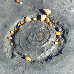 Ammonite in rock at Seatown
