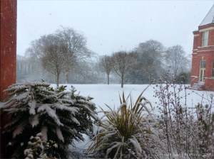 Snowy view from my window