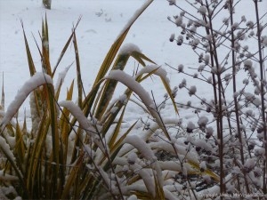 Snowy view from my window