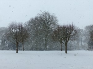 Snowy view from my window