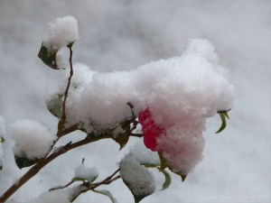 Snowy view from my window