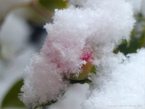 Snowy view from my window