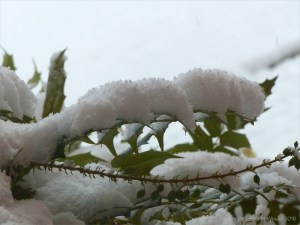 Snowy view from my window