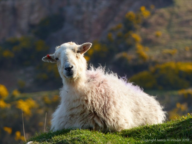 A Sheep On Rhossili Down