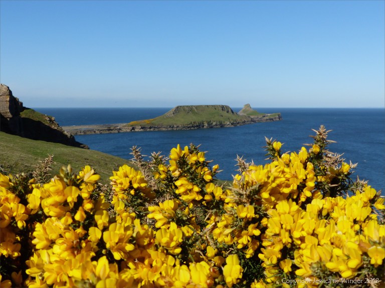Worms Head With Gorse Flowers