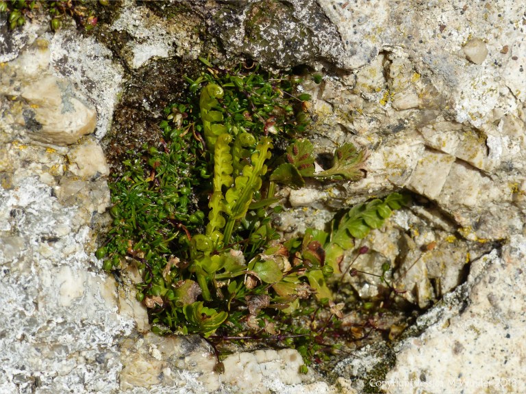 Plants growing on a stone wall at St Ives in Cornwall