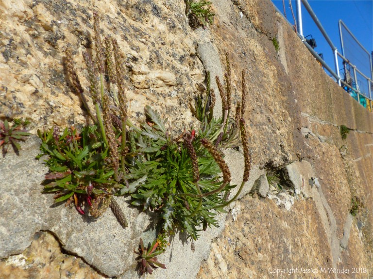 Plants growing on a stone wall at St Ives in Cornwall