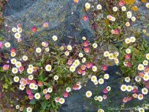 Daisy-like flowers growing on a wall